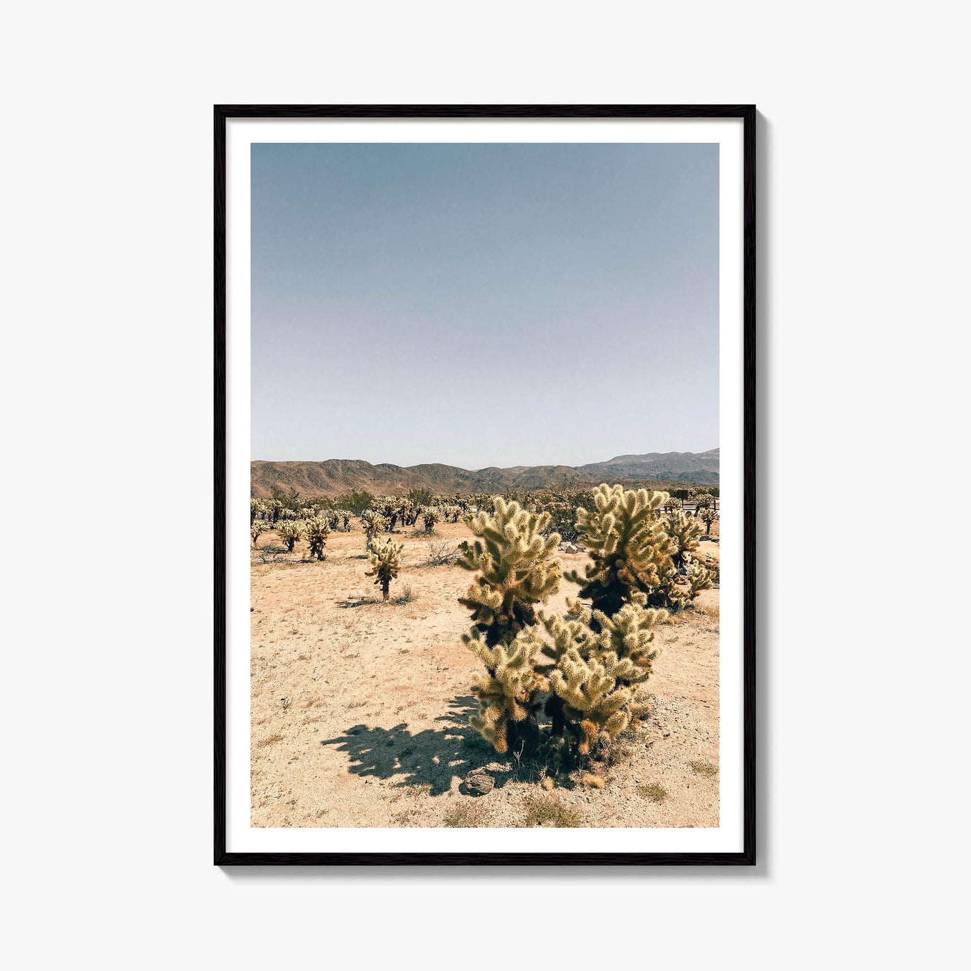 Cholla Cactus Garden Fine Art Photo Print – fine art print by The Cali Studio