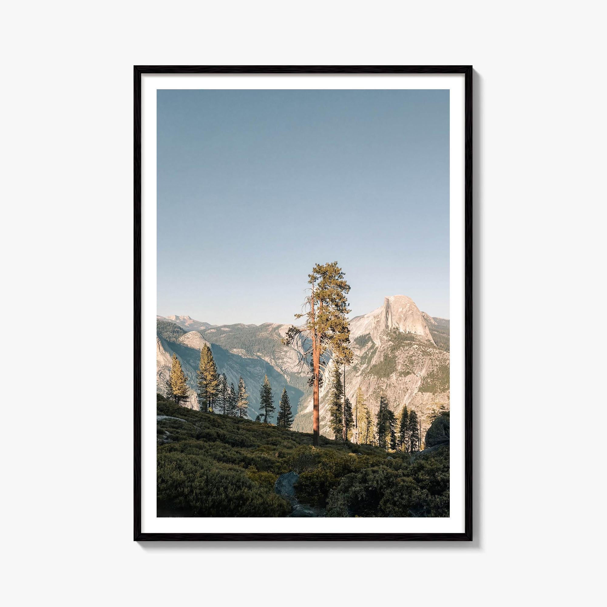 Pine Tree Fine Art Photo Print – fine art print by The Cali Studio