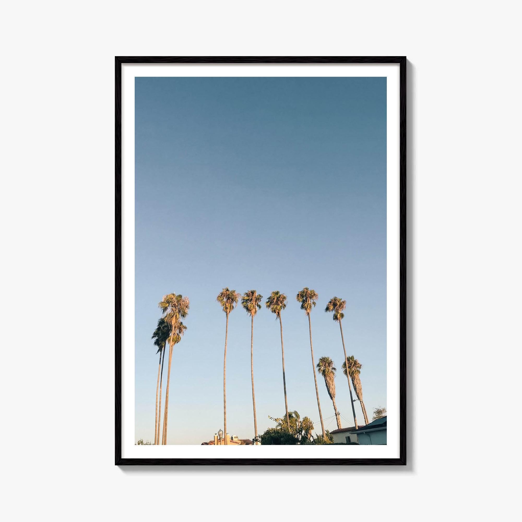 California Palm Tree Row Fine Art Photo Print – fine art print by The Cali Studio