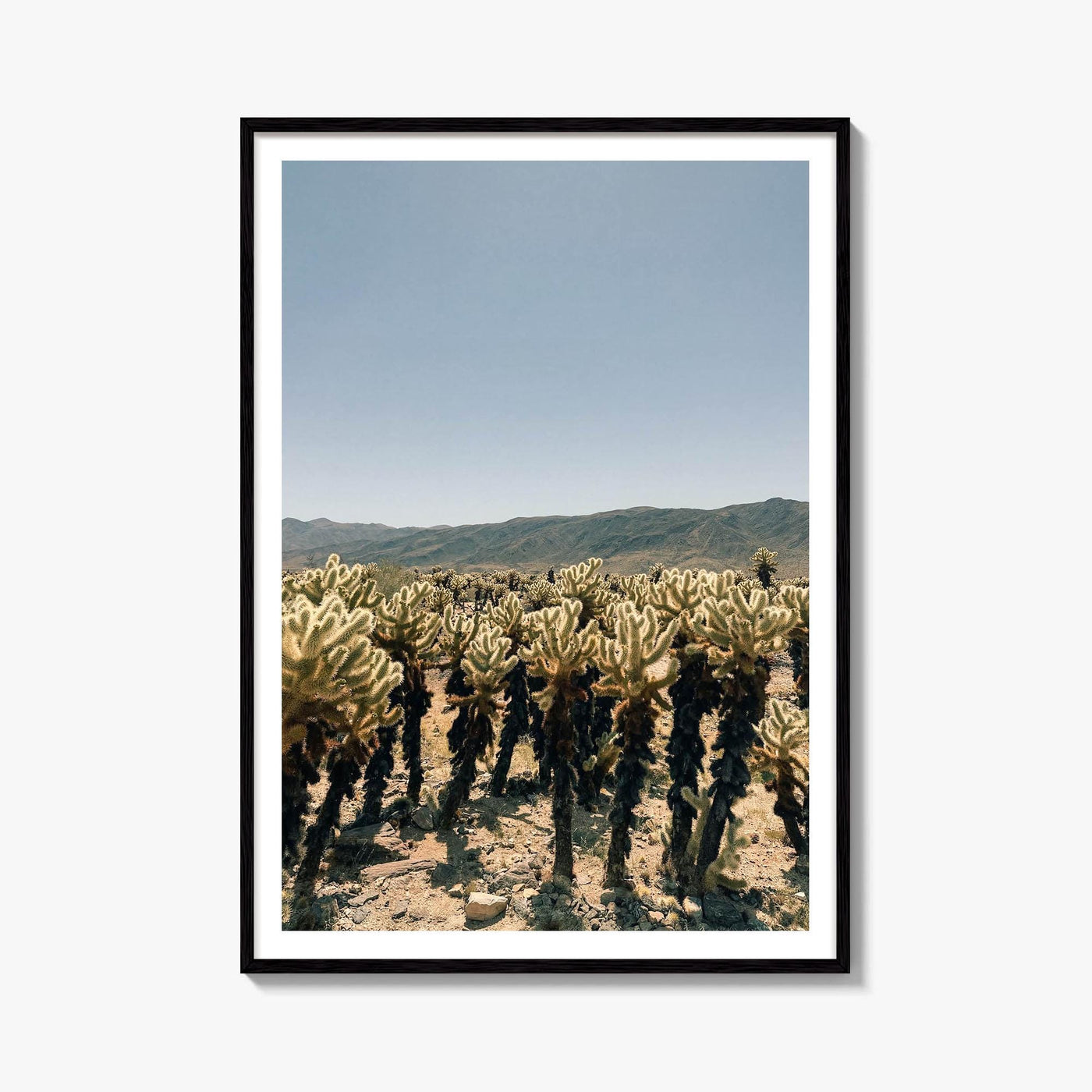Cholla Cactus Garden Fine Art Photo Print – fine art print by The Cali Studio
