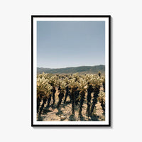 Cholla Cactus Garden Fine Art Photo Print – fine art print by The Cali Studio