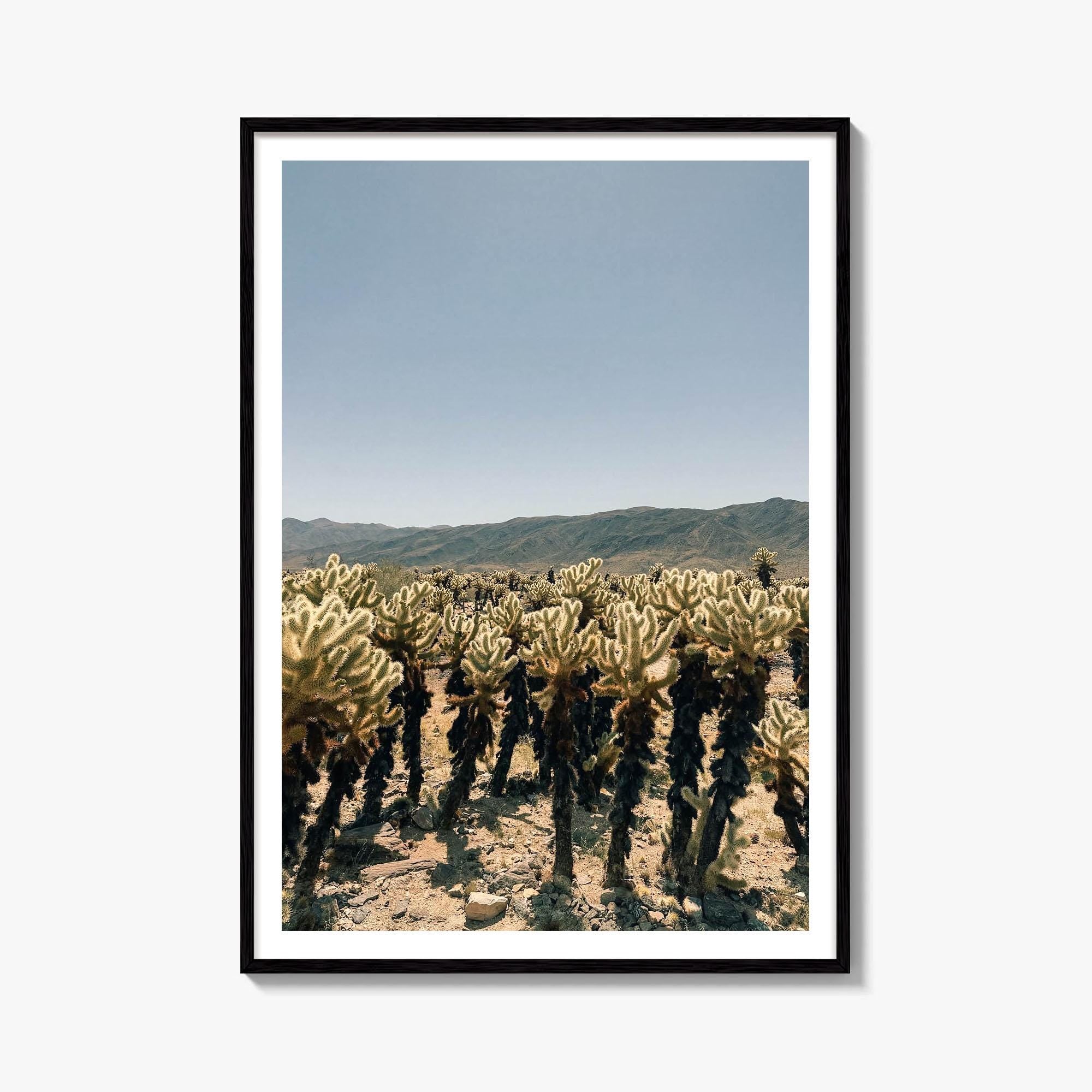 Cholla Cactus Garden Fine Art Photo Print – fine art print by The Cali Studio