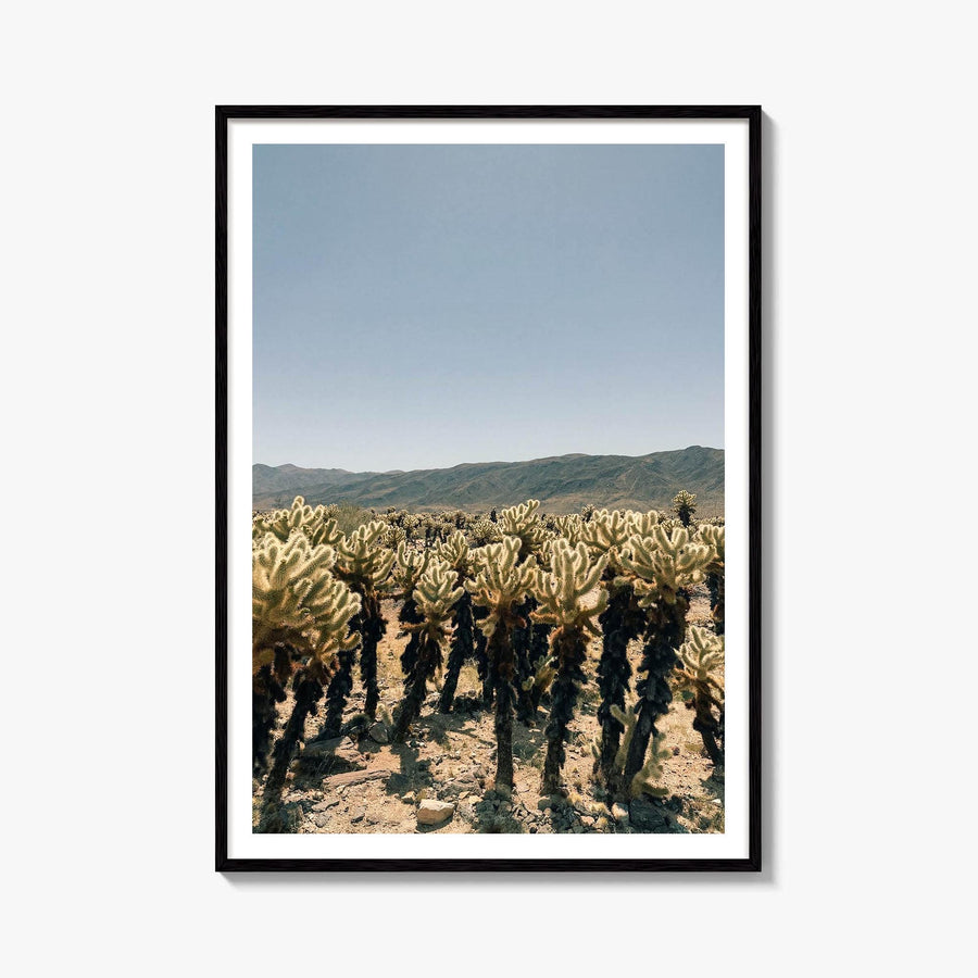 Cholla Cactus Garden Fine Art Photo Print – fine art print by The Cali Studio