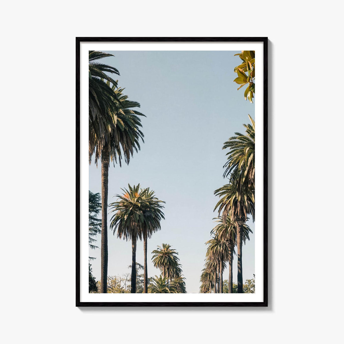 Los Angeles Palm Street Fine Art Photo Print – fine art print by The Cali Studio