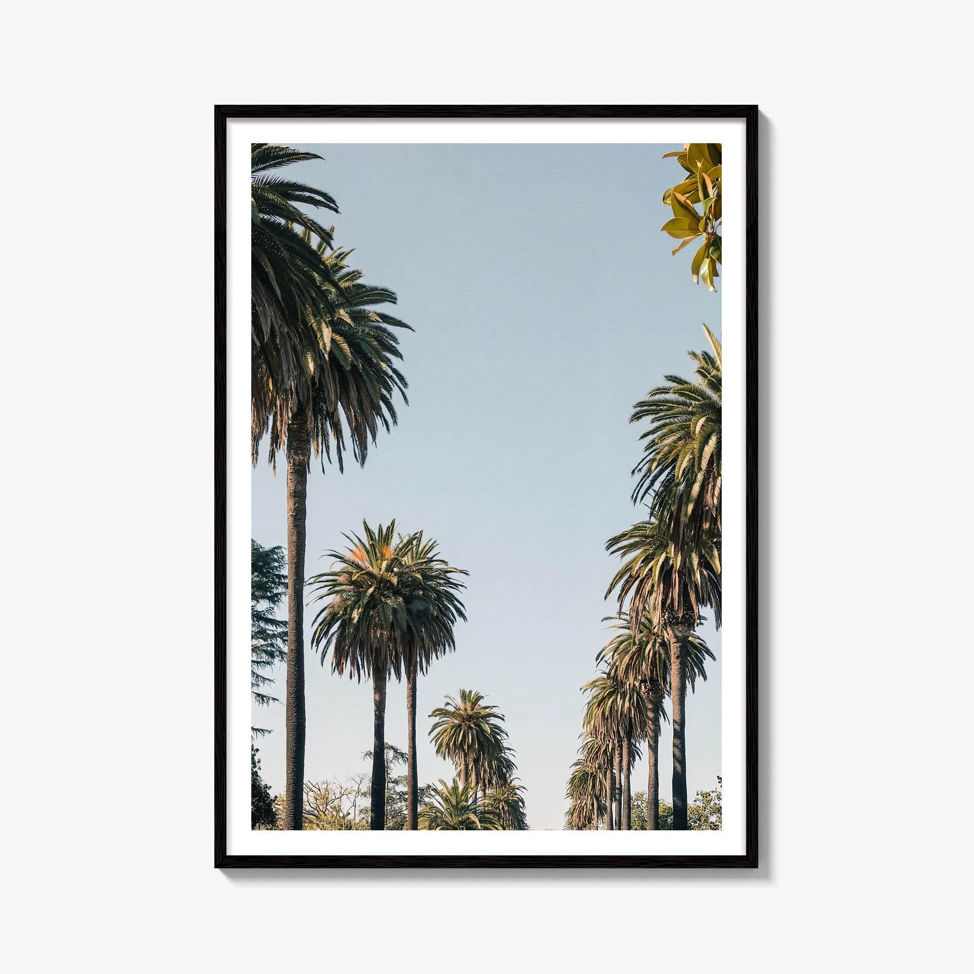 Los Angeles Palm Street Fine Art Photo Print – fine art print by The Cali Studio