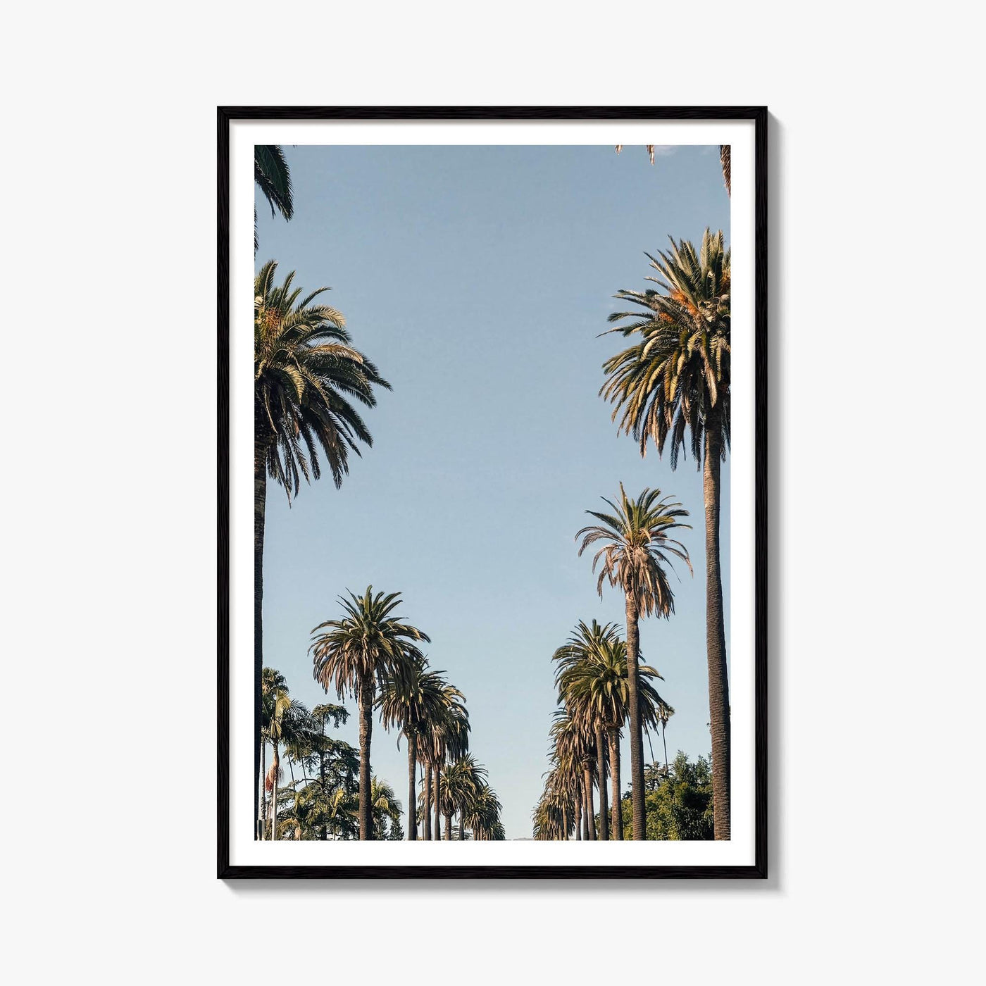 California Palm Tree Avenue Fine Art Photo Print – fine art print by The Cali Studio