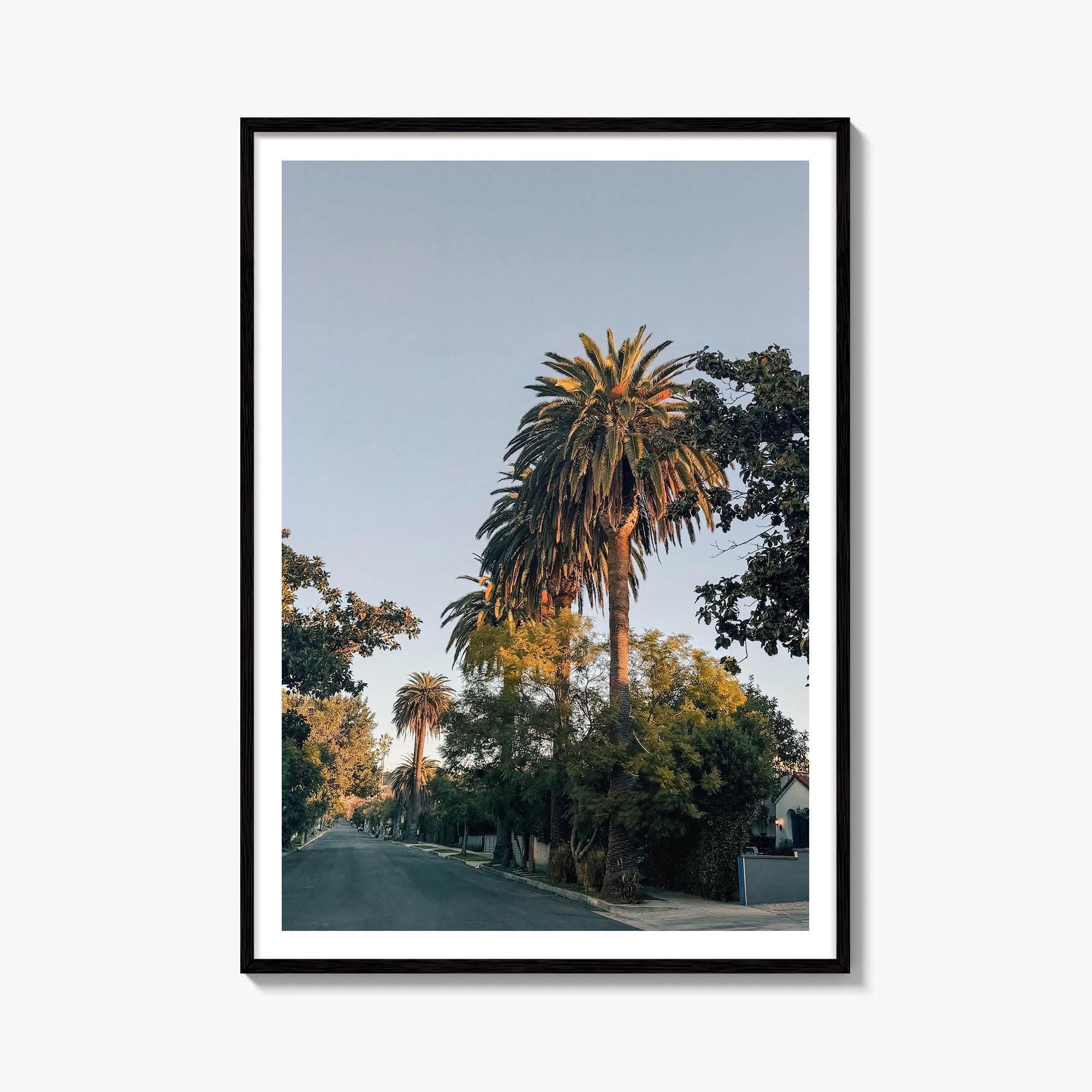 Fairfax Palm Tree Fine Art Photo Print – fine art print by The Cali Studio